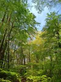 Wiosenny las w słońcu