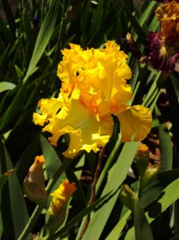 Sunshine Yellow Iris
