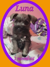 Little Luna