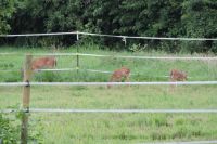 DSCN0076 deer in horse paddock