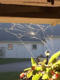 web still hanging in there