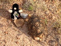 Diggy and the Tortoise