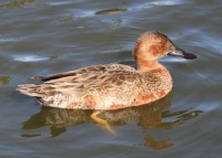Cinnamon Teal Male (in molting plumage), Santee Lakes, Santee, California