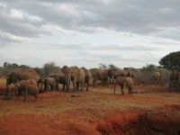 Olifanten in Kenia