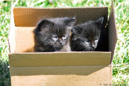 Two Black Kittens
