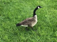 Our Residence Goose!