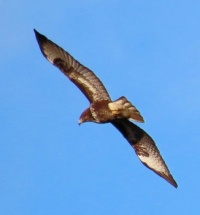 buzzard in flight (buizerd)