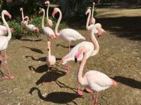 Phoenix Zoo flamingoes 2-26-2019