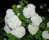 Snowball-2