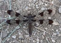 Common whitetail skimmer dragonfly, Georgetown, Texas