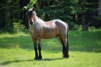 Wild Stallion