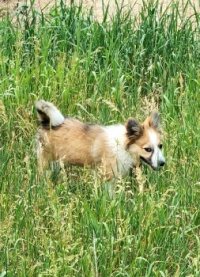 1. Spunky, 4 months old