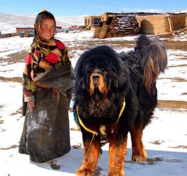 Tibetan mastiff hot sale next to horse