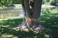 Beavers destroyed this tree