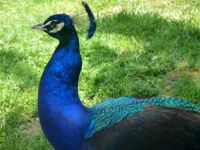 Pretty as a peacock
