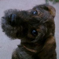 Ziva as a pup