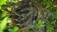 The baby robins are ready to leave the nest