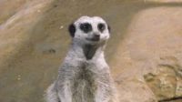 Meerkat (Hard(ish))