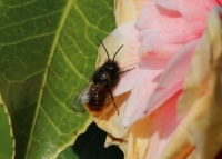 European Orchard Bee - Osmia cornuta (gehoornde metselbij)