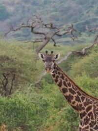 Giraffe 2017 Tanzania