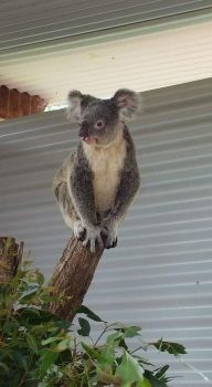 Ravi Koala