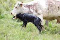 IMG_3453  daughter's new-born calf & its Mum