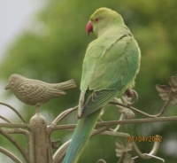 Rose Ringed Parakeet taking exception the the other green bird on the feeder.