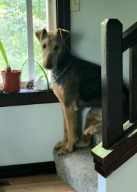 Meet Remington, 8 year old Airedale Terrier