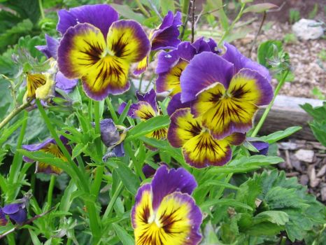 pansies for the granddaughters