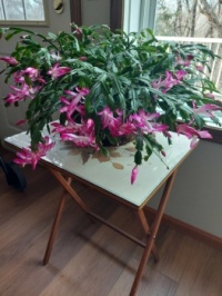 Christmas cactus in March