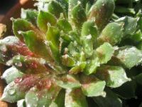 raindrops on succulent