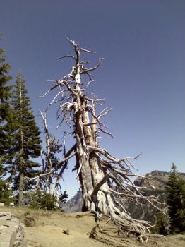 wind worn tree