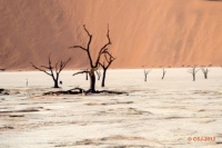 NAMIBIA - Sossusvlei - Namib-Naukluft – Dead Camelthorn trees in Deadvlei