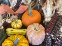 Pumpkins and Gourds