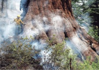 Sequoia tree in Yosemite Park fire