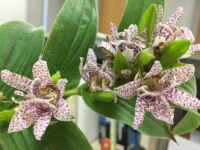 TOAD LILY