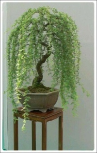 ~Bonsai Green Weeping Willow~
