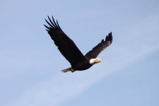 Bald Eagle Over Our House