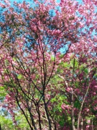 Beautiful Crabapple Tree