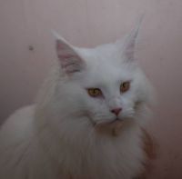 The Iceman for VermontMeow