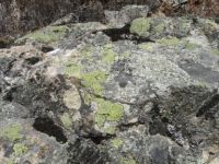 Lichen on stone, Sardinia, Italy