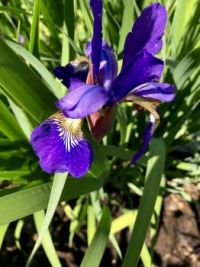 First iris of the season