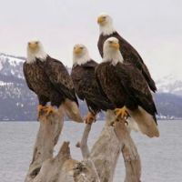 4 eagles