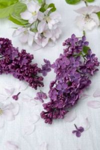 Lilacs 4