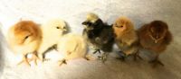 Some of the latest hatchlings
