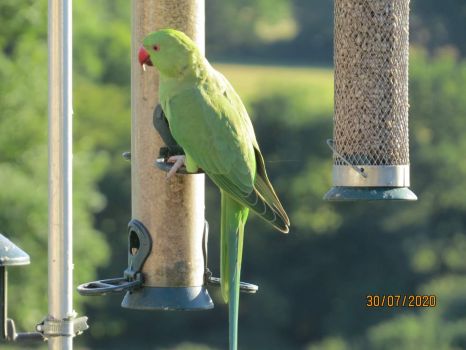 The Parakeets are becoming less timid.