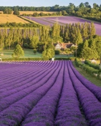 Wonderful lavender fields photo