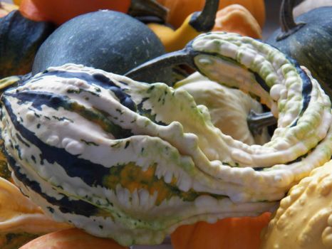 Autumn Wings gourd