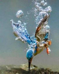 Kingfisher