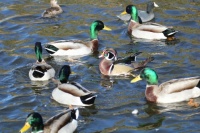 Wood Duck and Friends, Discovery Lake, San Marcos, California